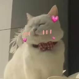 富贵姨姨's profile picture