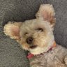 Cazzy Bear's profile picture