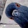 Фото профиля Phill the Livid Pigeon