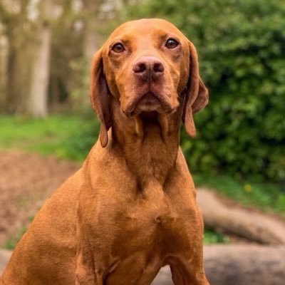 XSET Veno's profile picture