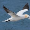 the gannet 的头像