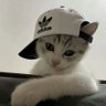 rayane's profile picture