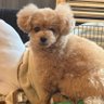 たっちゃん🐶🤍 profil fotoğrafı