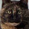 Profilbild von A