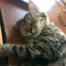 Jenny profil fotoğrafı