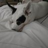 PAULOGALO81's profile picture