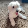 Moving's profile picture
