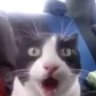 Profilbild von dasboi737