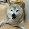 inu profil fotoğrafı