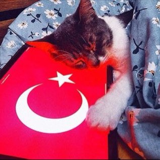 Ahmet Furkan 🔻's profile picture