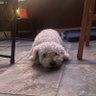 mosman's profile picture
