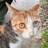 O__o Mayhem profil fotoğrafı