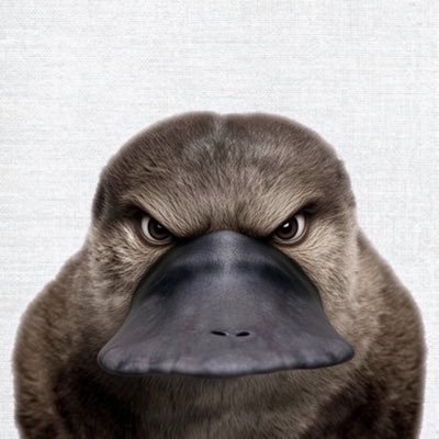Salute_Ayrton's profile picture