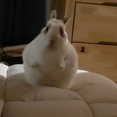 모룽 (목털...입니다) 외 털 동물 소량's profile picture