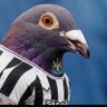 Gallowgate End Pigeon ็ๅคดๅ