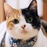 Digital Cat Life🐾's profile picture
