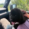 Grand Paw's profile picture