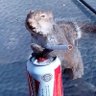 Lucy-chases-squirrels profil fotoğrafı