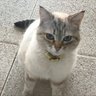 Lilian Albert profil fotoğrafı