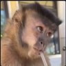 K🐒 (Ei segun Ari) profil fotoğrafı