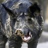 Фото профиля theracehog