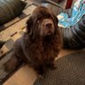 The Dog Father profil fotoฤrafฤฑ