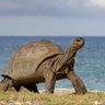 THEBIGTORTOISE🐢's profile picture