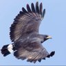Profilbild von Hawk_SIFF