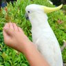 Pramayya Diana profil fotoğrafı