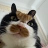 OY.theCat 欧阳猫😼Ph.C🇺🇸 的头像