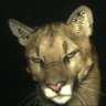 ᛉ dirty dandurff ᛣ's profile picture