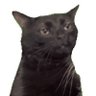 Profilbild von Nontent Cat