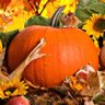 🍄🟫AutumnBelle🍂(#BlockTheMerger)'s profile picture