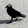 The Raven 的头像