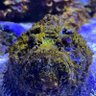 Doedicurus's profile picture