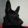 Zé Ruela's profile picture