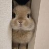 Profilbild von 麻辣兔头🐰