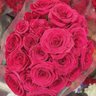 Rota🥀's profile picture