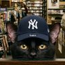 Blackcatloner- 🐈⬛ PNGTuber and VTuber Clipper's profile picture