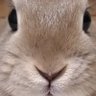 ピょん太‼️ 的头像