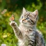 イシカワ カナタ profil fotoğrafı