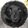 Anakin's profile picture