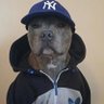 Yankees Pitbull 的头像