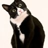 徳島の山の人 profil fotoğrafı