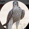 راكاان‼️ profil fotoğrafı