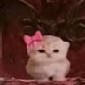 Profilbild von Jackie