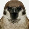 Profilbild von 樹雀