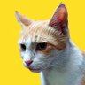 yellowdoodle 🛡️'s profile picture
