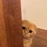 ann_🩷💛🩵 profil fotoğrafı