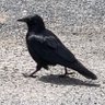 Фото профиля GiantCrow
